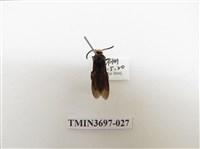 藏品(膜翅目(蜂))的圖片